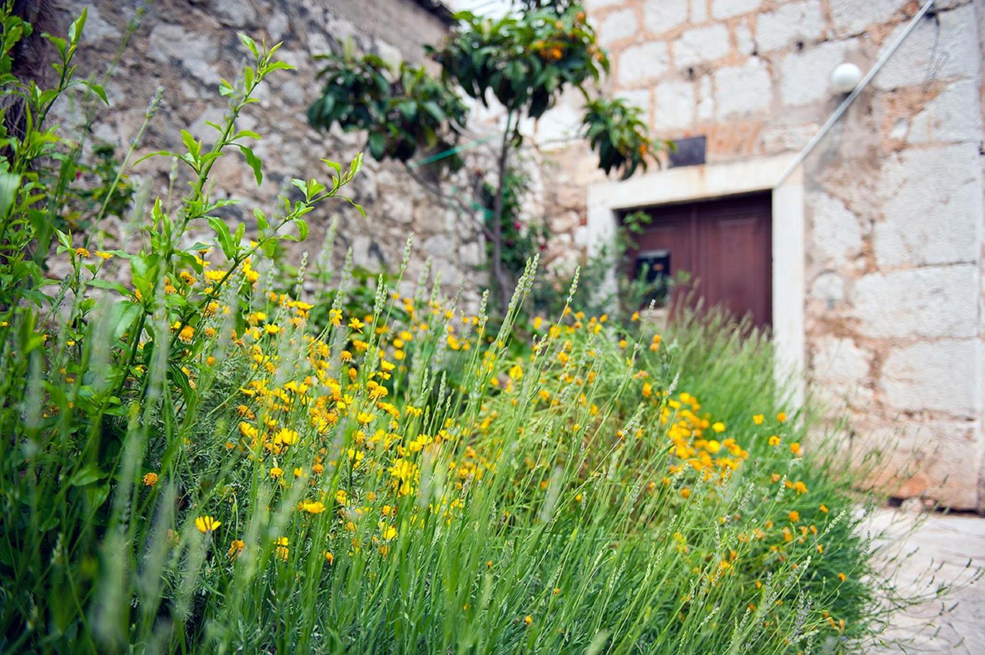 Dalmatian Garden - Free Parking - City Centre Šibenik Eksteriør billede